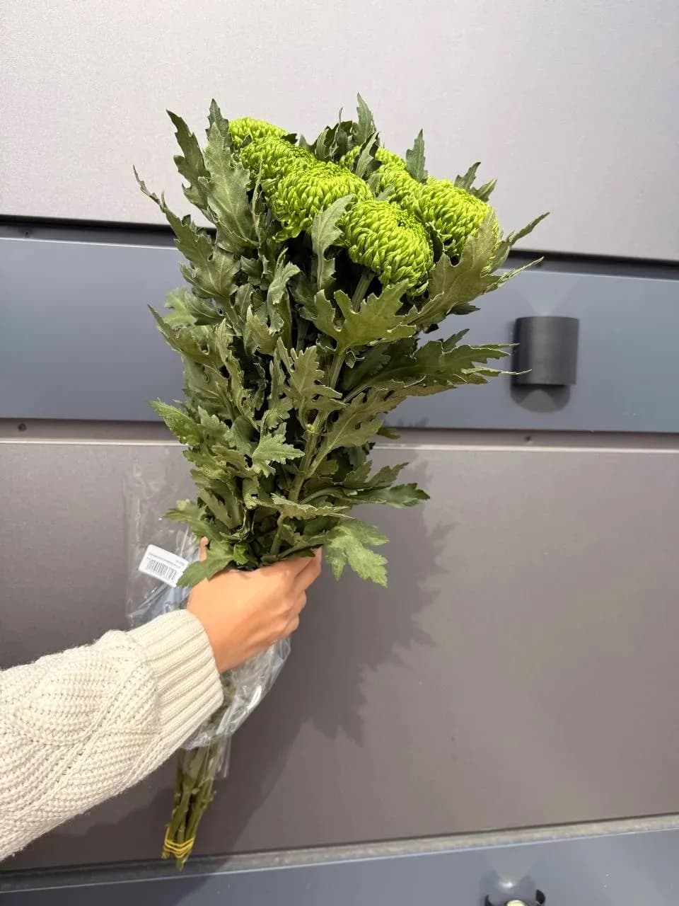 Хризантема Бомбеллини, шт